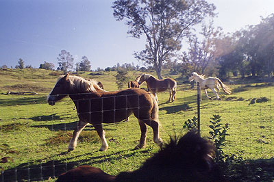 Range stallions