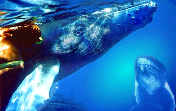 whales in the caribbean sea