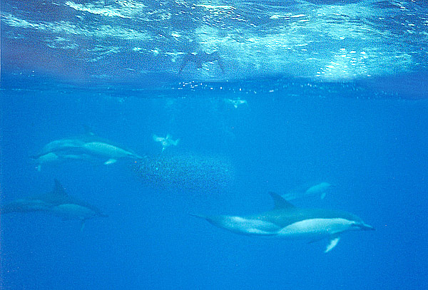 Dolphins and birds feeding on fish ball