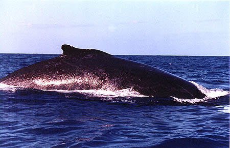 Humpback Diving, ©Lisa Denning