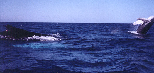 Whales Everywhere, Joan Ocean