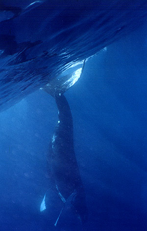 Singing Whale, ©Lisa Denning