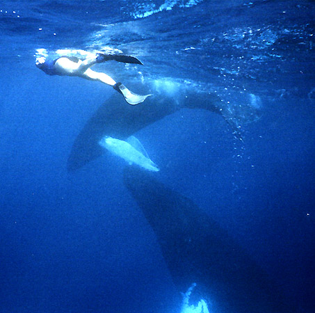 Dancing with whales.
