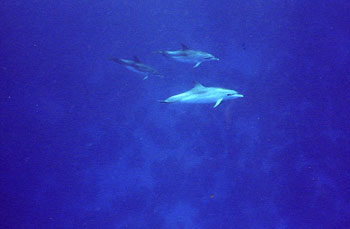 Pan-Tropic Spotted Dophins, Lisa Denning