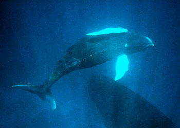 Baby male whale
