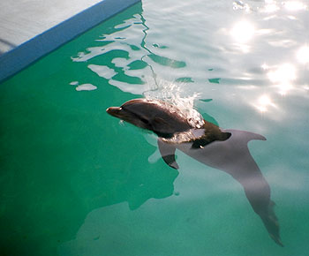 Ocean park dolphin
