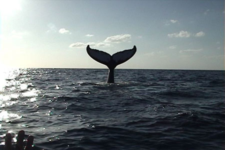 Sunset whale tail, Stewart Turner
