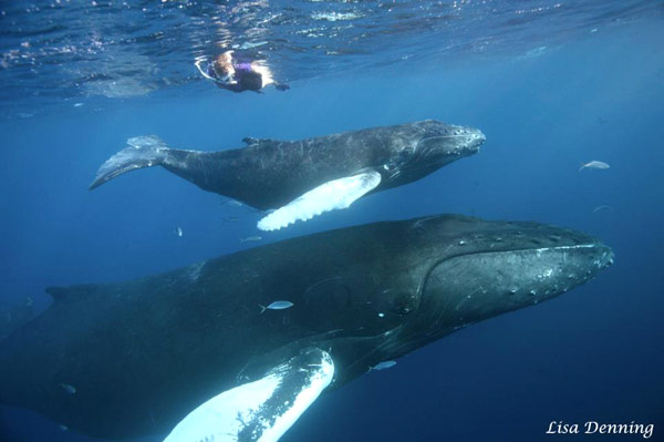 2013 Pods Meeting with the Humpback Whales