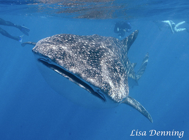 C:\Users\Dolphin Connection\Desktop\DR\TOTAL Lisa Whales_DR_2013\WhaleShark\IMG_9811_2_wm.jpg