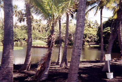 Blacksand beach pond