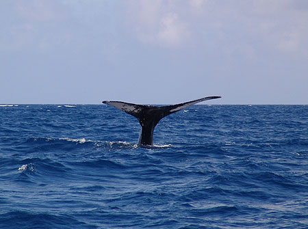 Whale tail, Capt. Stewart Turner