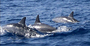 Spinner dolphins