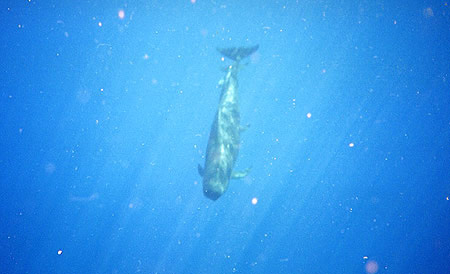 Pilot whale with orbs