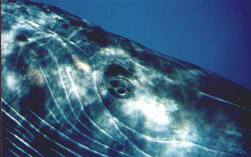 &COPY;Joan Ocean, Dolphin Connection.  All Rights Reserved.