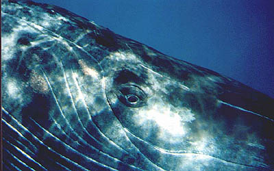 Whale Eye, Lisa Denning
