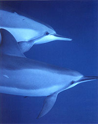 Familiar Pair Dolphin Connection. All Rights Reserved