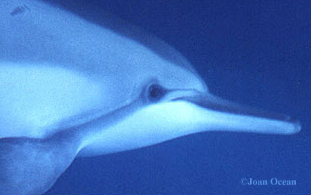 Dolphin eye. Dolphin Connection, All Rights Reserved.