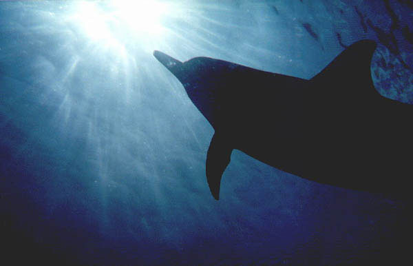Dolphin Into the Light