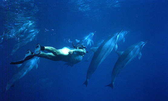 dolphins and whales. Dolphins amp; Whales with Us