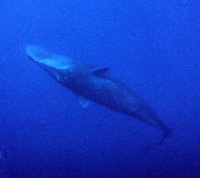 Underside showing powerful jaw of Sperm whale