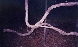 Branches specifically placed together