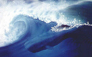 Sperm Whale surfing. Jean-Luc Bozzoli