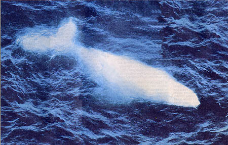 Migaloo the White Humpback