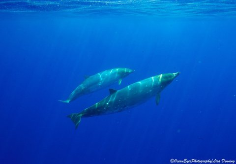 JOAN OCEAN DOLPHIN CONNECTION SEMINARS, HAWAII