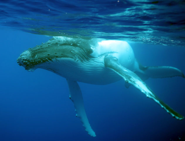 South Pacific Humpback Whale