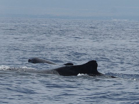 JOAN OCEAN DOLPHIN CONNECTION SEMINARS, HAWAII