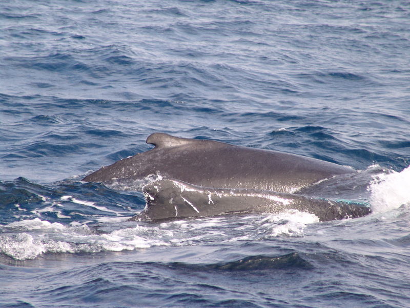 Whales in Crisis