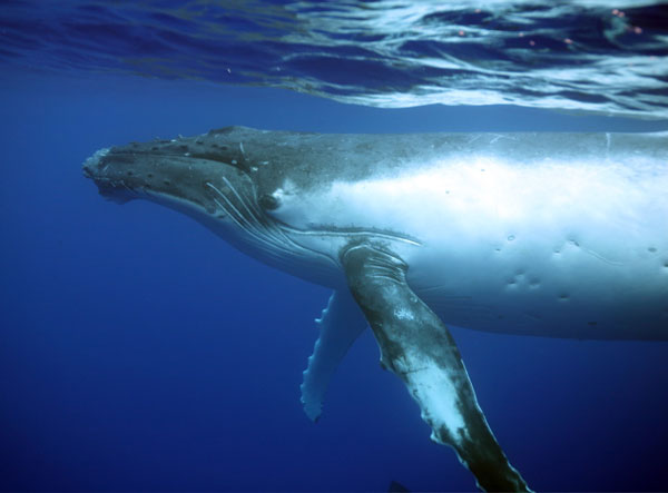 HUMPBACK WHALES OF THE SOUTH PACIFIC